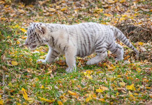 Baby tiger, cute baby animal