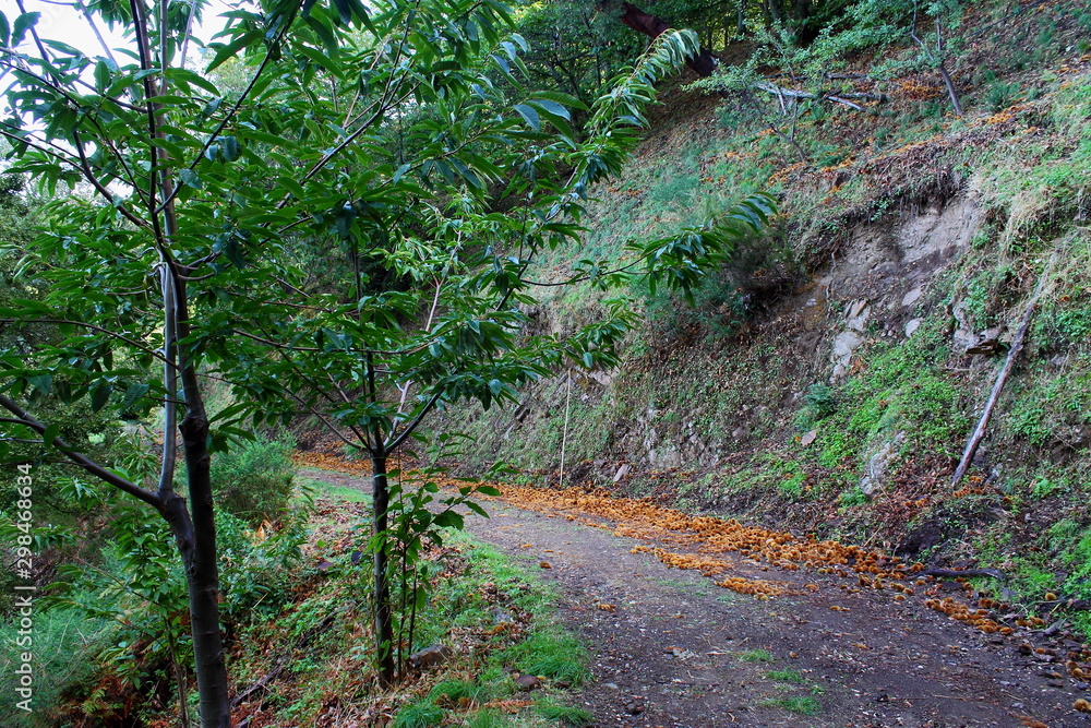 paseo por la naturaleza