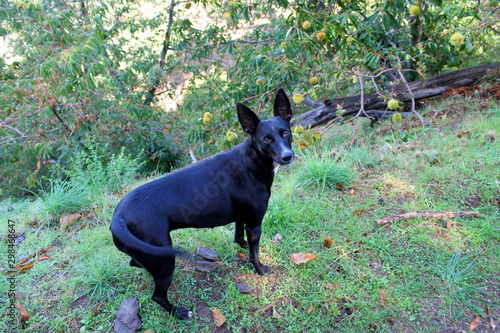 mastin y podenco photo