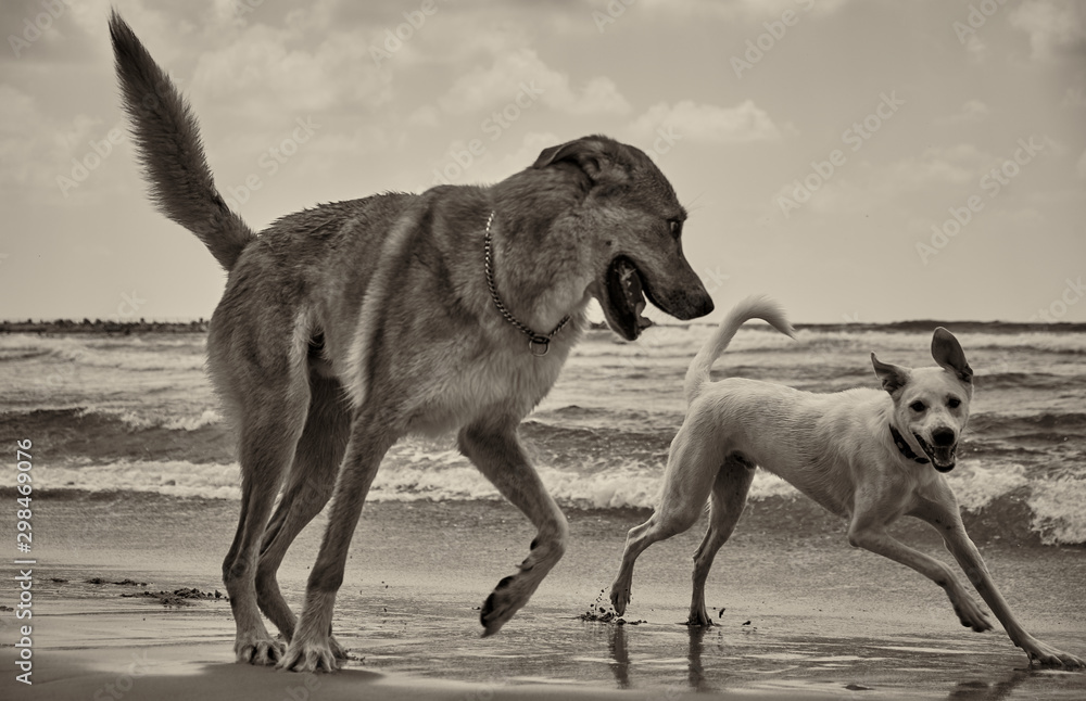 funny dog and cat in the beach  street