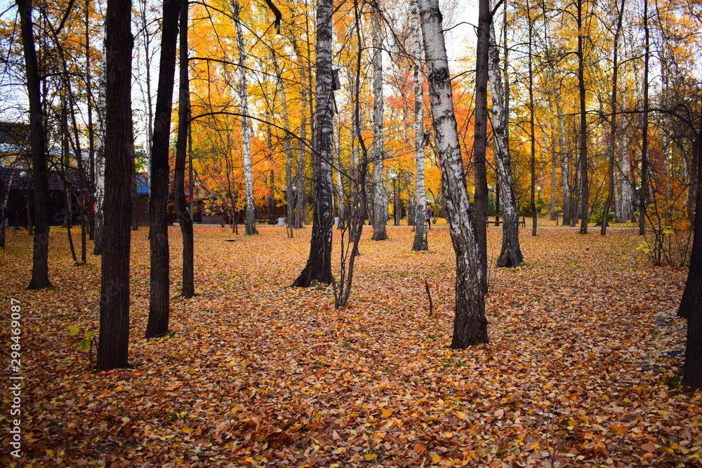 Autumn park with fallen orange leaves. Autumn landscape.