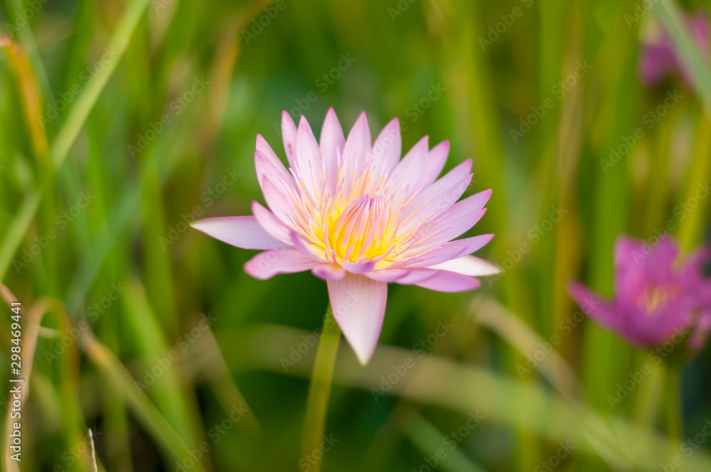 Lotus flower in the park Lotus flower in the park