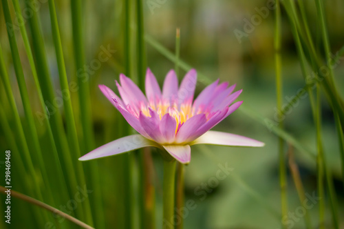 Lotus flower in the park