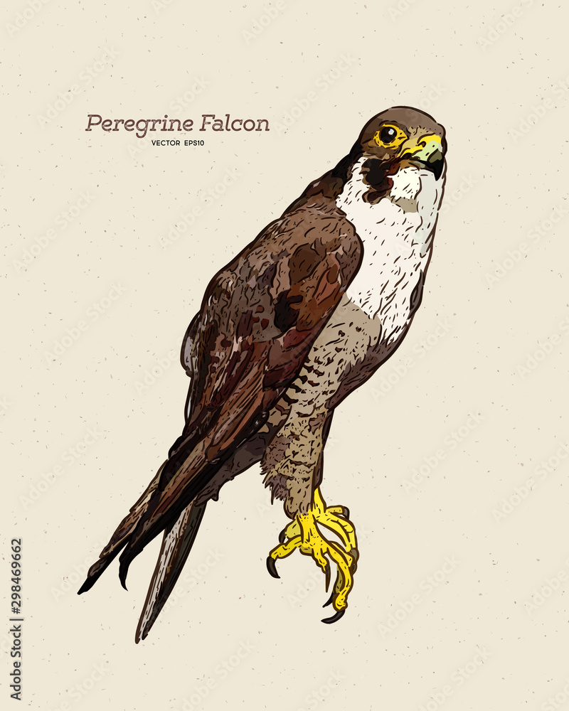 Vector Antique Engraving Drawing Illustration Of Peregrine Falcon vector-antique-engraving-drawing-illustration-of-peregrine-falcon