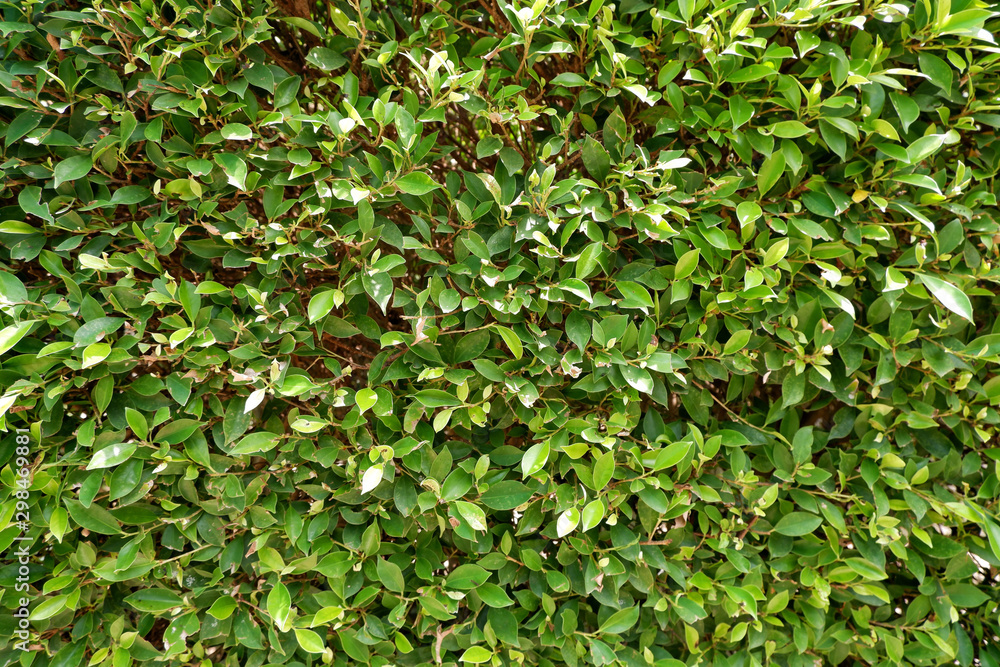 Obraz premium green leaf tree background nature