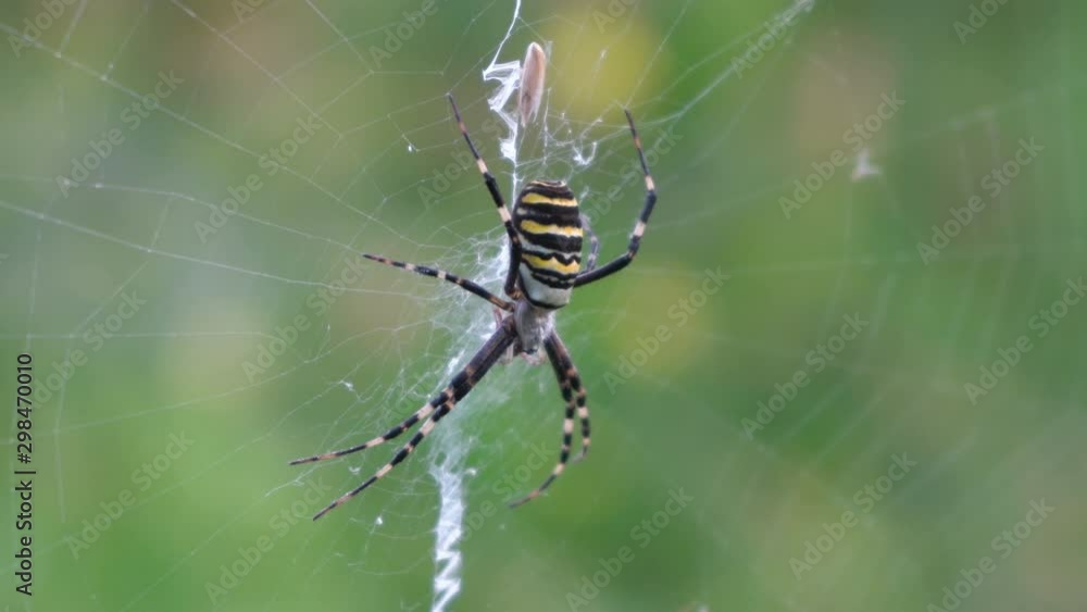 wasp spider,hunts a female wasp spider on a spider web wasp spider,hunts a female wasp spider on a spider web