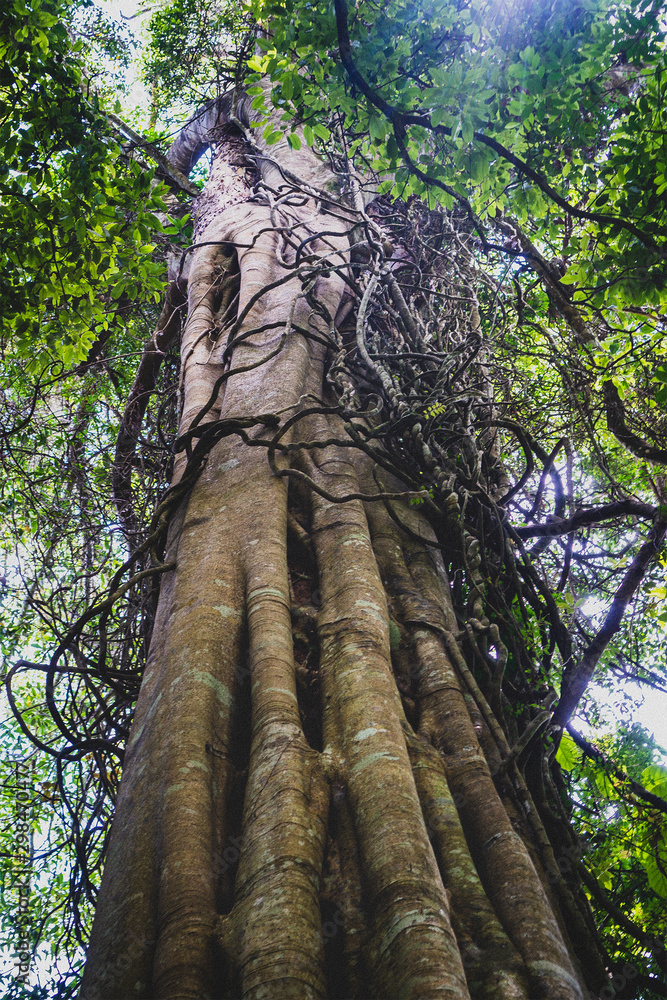 Fototapeta premium Big tall tree with weird roots enveloping it in Tamborine National Park, Gold Coast, Australia.