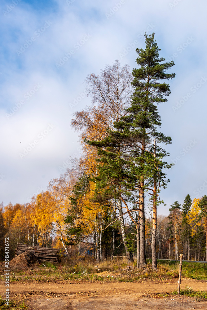 Landscape with sawn logs that lie on the edge of the forest