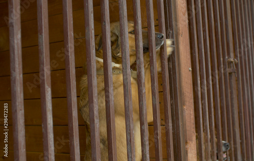 Dog in a aviary at a dog kennel