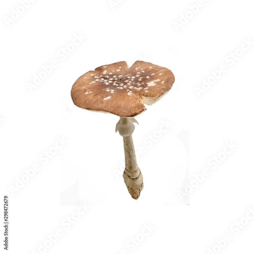 Fotografie mushroom on fork isolated on white, Amanita