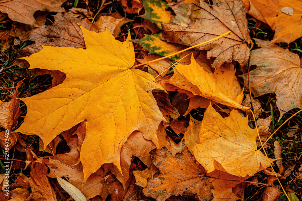 autumn leaves background autumn leaves background