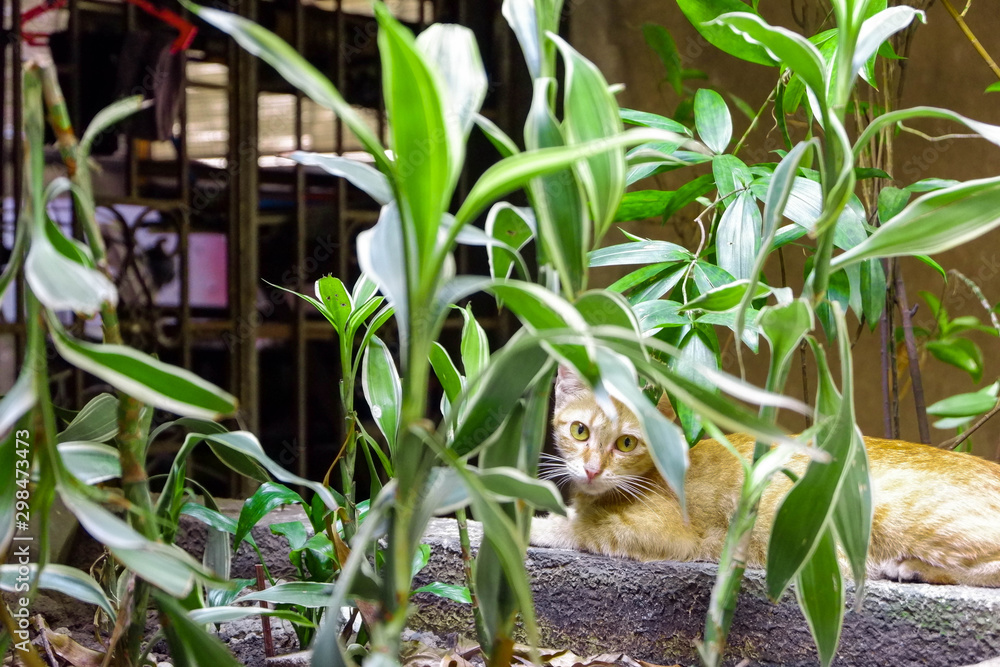 Fototapeta premium Cat Kitten Hiding Behind Bamboo Plants