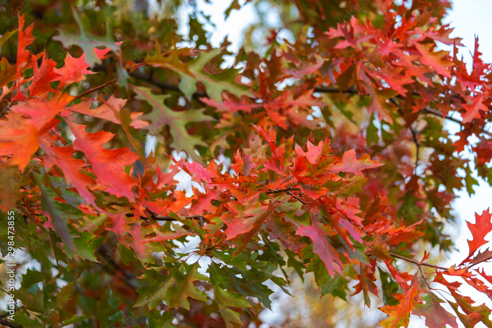 Bright red autumn oak leaves as a background. Motion blur Bright red autumn oak leaves as a background. Motion blur