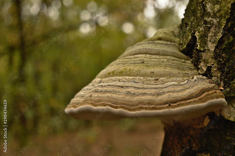 Fototapeta premium Fomes fomentarius (false tinder fungus) on a tree bark, mushroom in the forest