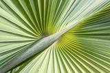 green leaf of palm tree
