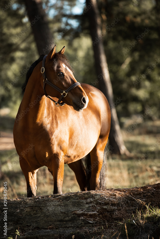 Portrait eines deutschen Reitponys im Wald Portrait eines deutschen Reitponys im Wald