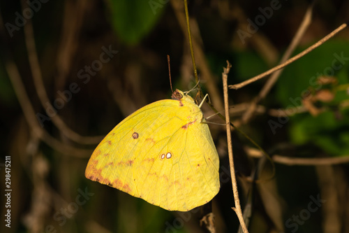 yellow butterfly photo