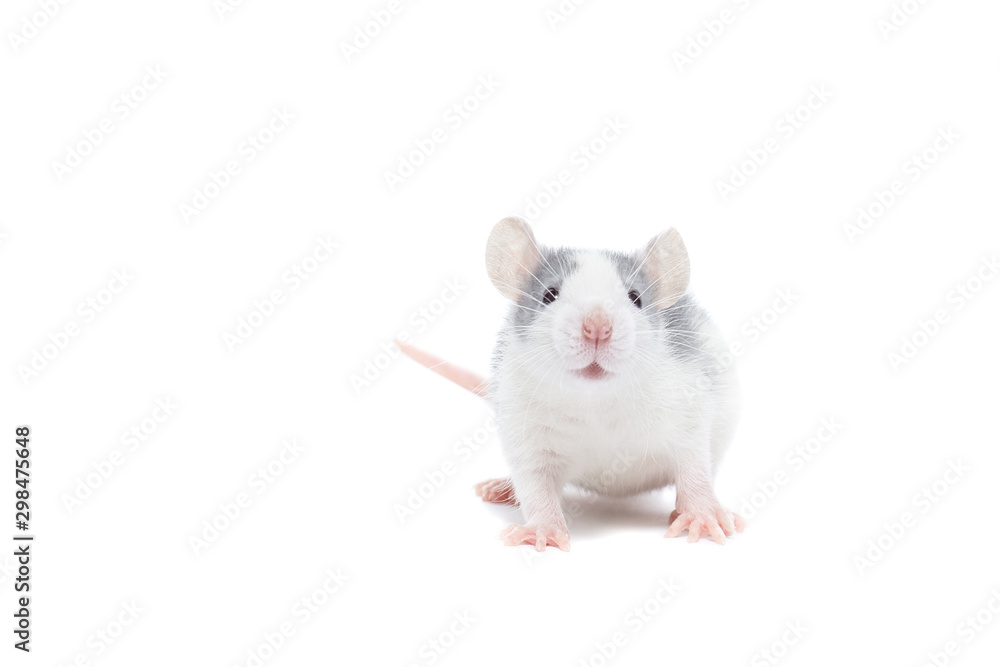 rat on white background rat on white background