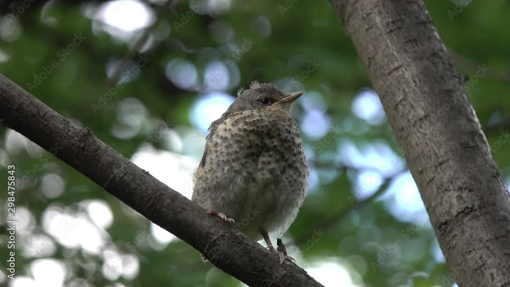 Nestling of the bird Thrush Fieldfare (Turdus pilaris) sitting on a branch in a park in spring Nestling of the bird Thrush Fieldfare (Turdus pilaris) sitting on a branch in a park in spring
