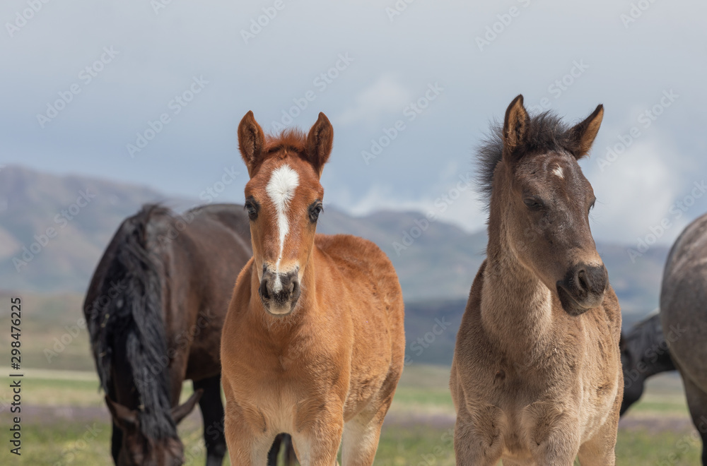 Pair of Cute Wild Horse Foals in Utah Pair of Cute Wild Horse Foals in Utah