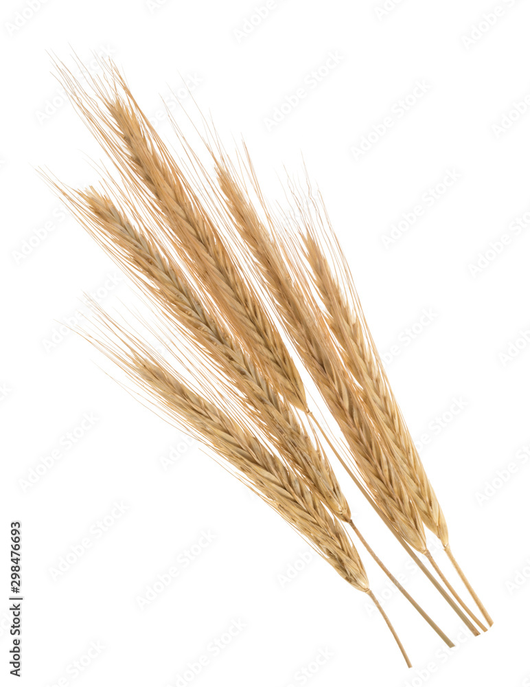 Ears of rye isolated on a white without shadow Ears of rye isolated on a white without shadow