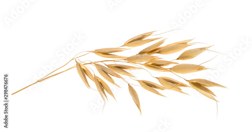 Oat plant isolated on white without shadow clipping path photo