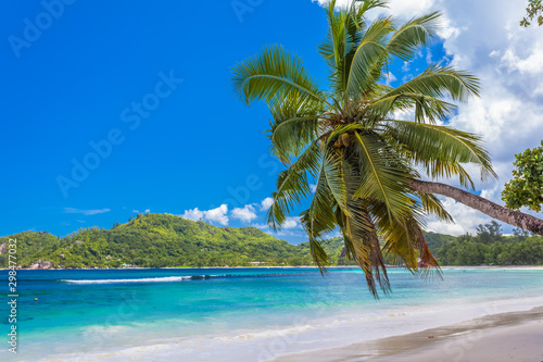 Fototapeta Naklejka Na Ścianę i Meble -  palm tree on the beach, Seychelles Islands 