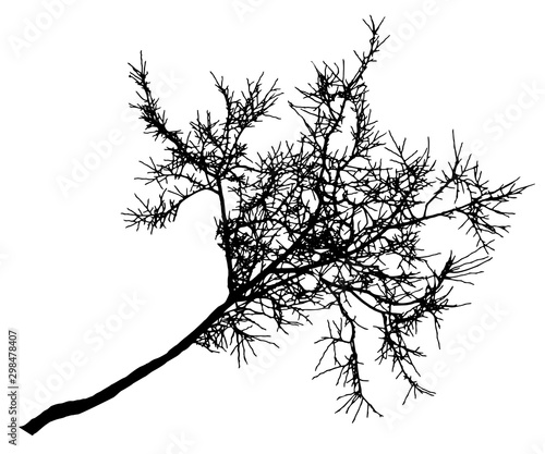 Linden tree branch silhouette, bare tree without leaves. Vector illustration.