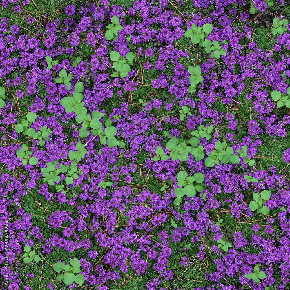 Obraz premium Seamless texture of purple Verbena Quartz flowers with green leaves. Como. Italy.