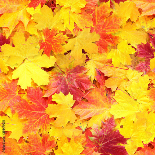 Seamless texture of yellow and red fallen autumn leaves on yellow background. 