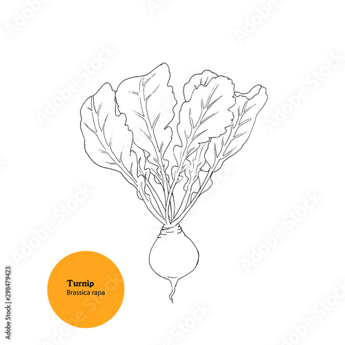 Hand drawn illustration of  Turnip plant, Brassica rapa, for forage, fodder, pasture  and  food for livestock. 