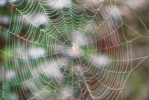 A closeup of an Orb spiders web with morning dew.