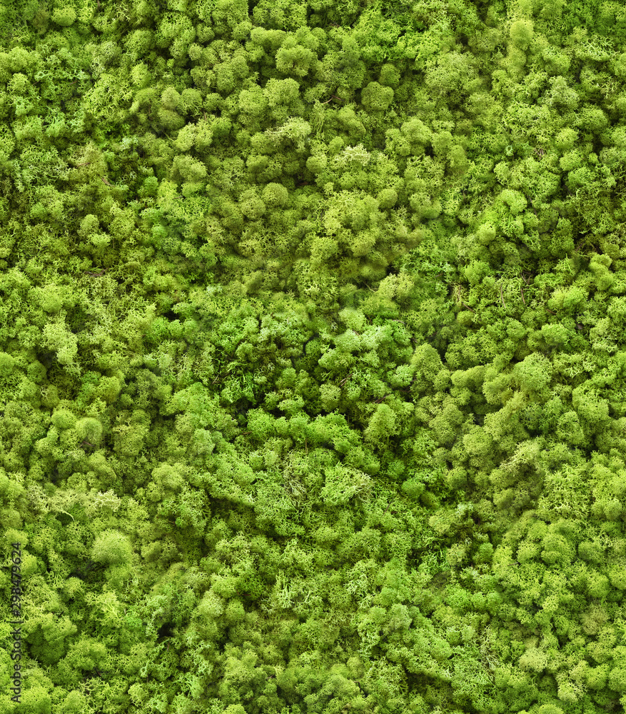 Seamless texture of wall decorated with flotal moss. Wroclaw. Poland. Seamless texture of wall decorated with flotal moss. Wroclaw. Poland.