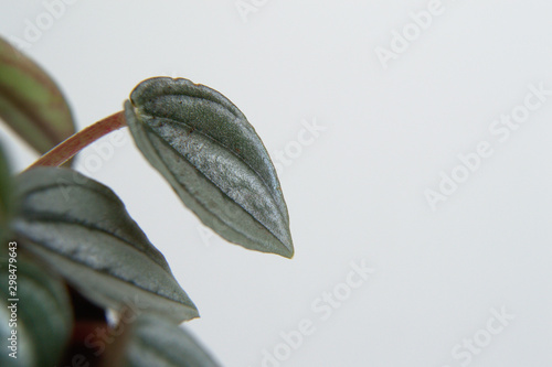 Peperomia albovittata - Napoli Night. Exotic house plant on white background close-up photo