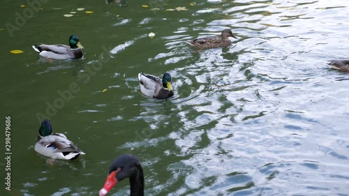 Wild ducks swimming in water