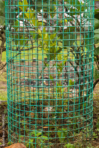 Tree Plant cover protect with steel Tree guard fencing net..