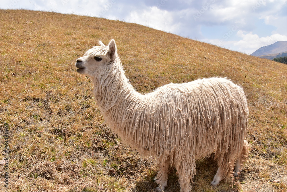 Fototapeta premium Alpaca sacsayhuaman