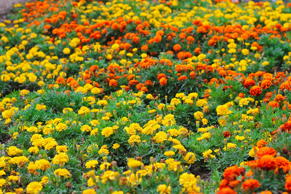 Field of orange and yellow marigolds aka tagetes erecta flower on the flowerbed