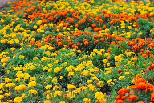 Field of orange and yellow marigolds aka tagetes erecta flower on the flowerbed photo