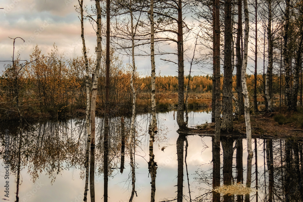 beautiful swamp and trees in Estonia beautiful swamp and trees in Estonia