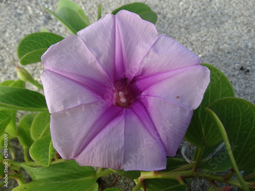 Morning Glory on Florida Beach Sand