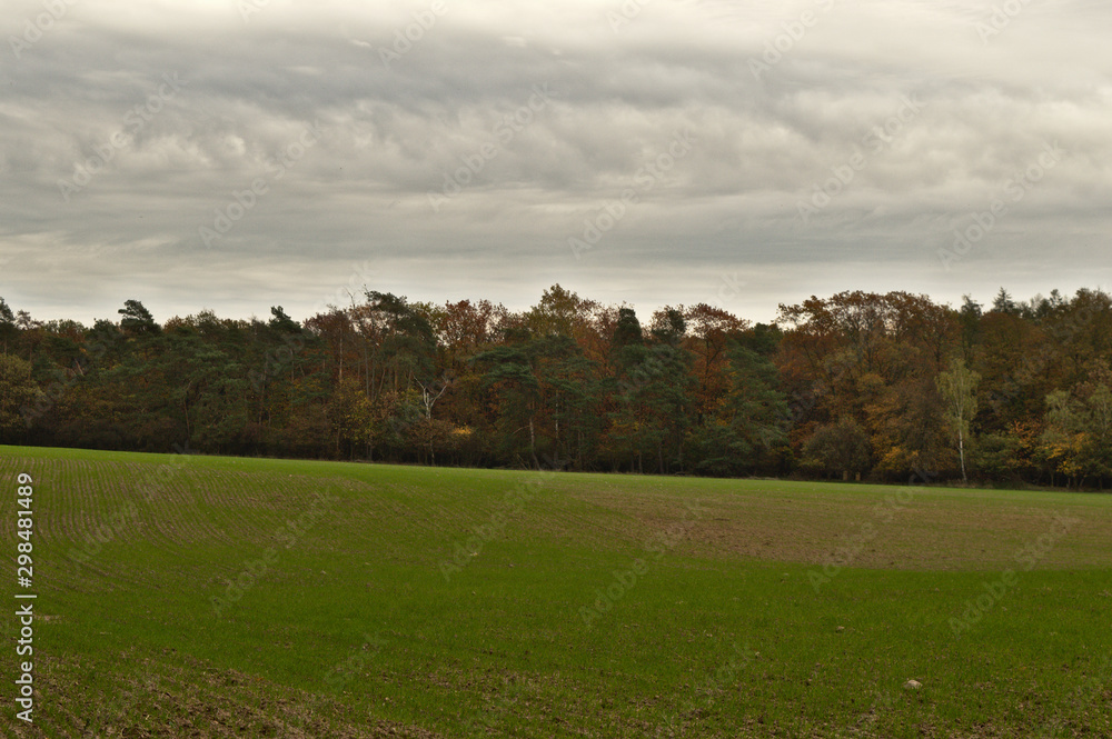 Green field by the forest wall with dramatic cloudy gray sky. Autumn in the Poznań, Poland