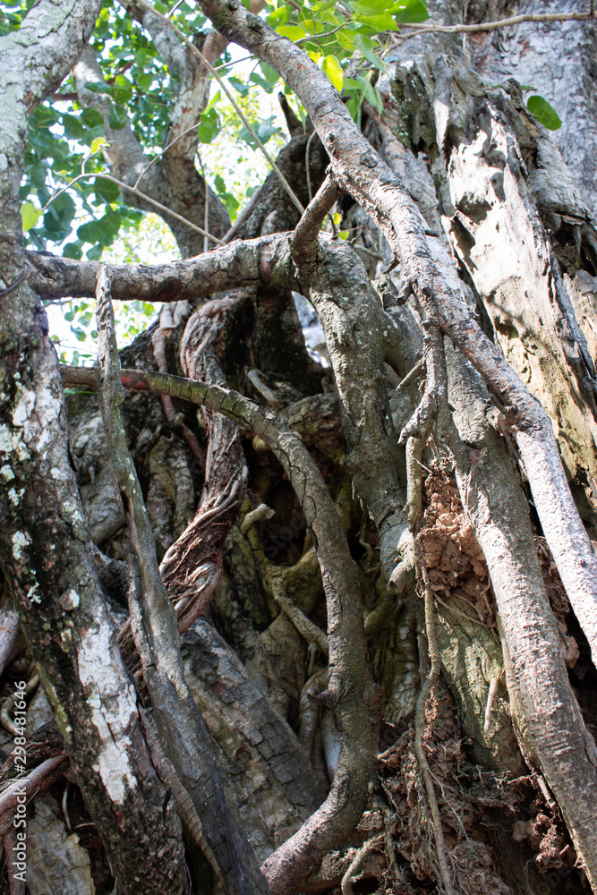 Old Thai trees