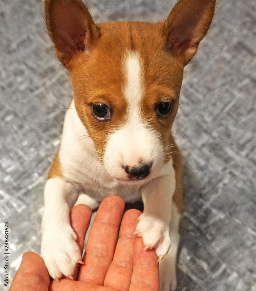 the puppy asks to pick up the puppy asks to pick up