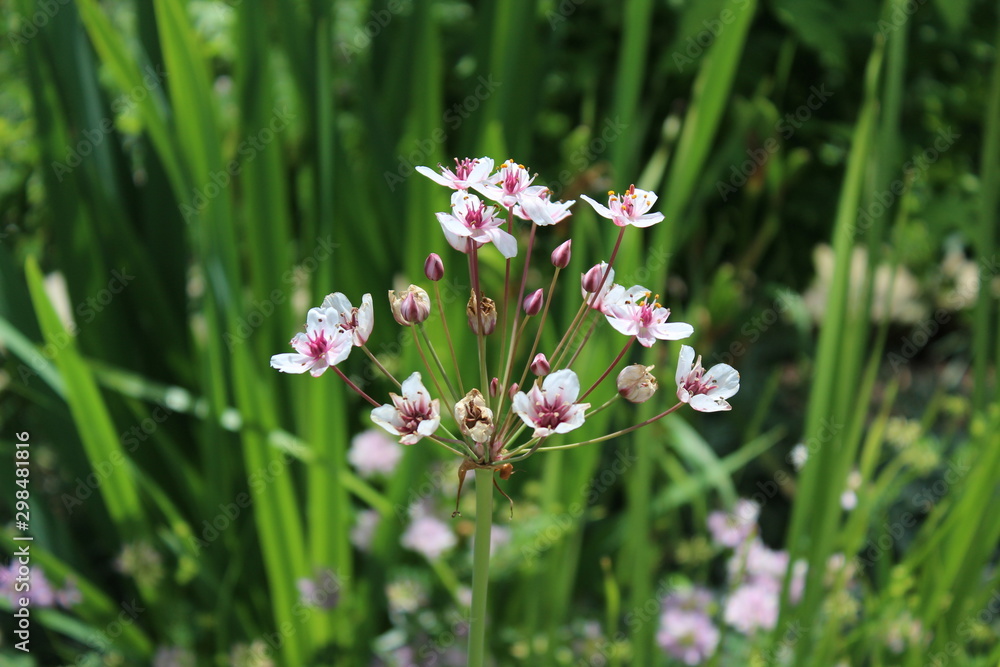 Fototapeta premium Blüte der Schwanenblume