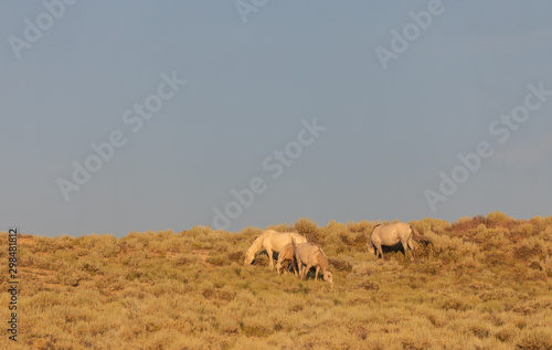 Herd of Wild Horses in Sand Wash Basin Colorado