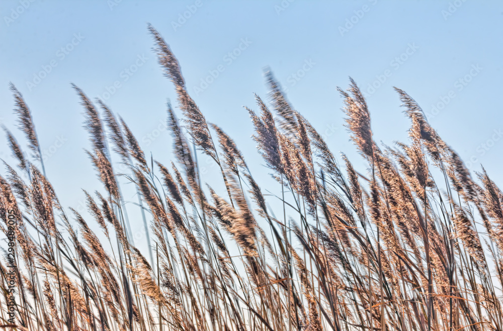 Fototapeta premium Marsh Grasses Blowing In Wind