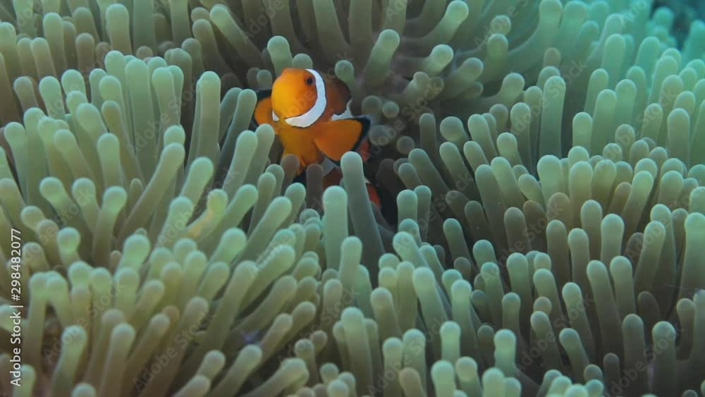A family of Clown Fish swimming in a moving Anemone for protection A family of Clown Fish swimming in a moving Anemone for protection