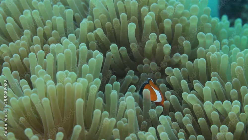 A family of Clown Fish swimming in a moving Anemone for protection A family of Clown Fish swimming in a moving Anemone for protection