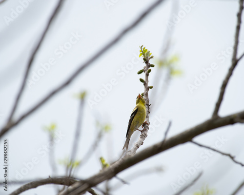 Kingbird photo